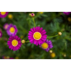 3D2N Cameron Highlands Package